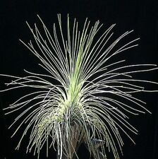 Tillandsia filifolia live for sale  DRONFIELD