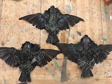 3pc european starling for sale  Shreve