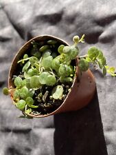 String turtles peperomia for sale  Twin Lake