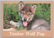 Animal timber wolf for sale  Newton