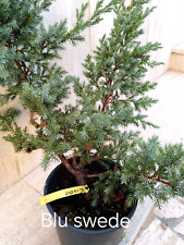 Ginepro prebonsai bonsai usato  Roma