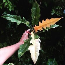 Philodendron ring f gebraucht kaufen  Parey