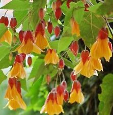 Abutilon kentish belle for sale  ASHFORD