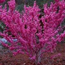 Judasbaum cercis canadensis gebraucht kaufen  Guben