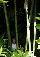 schnell wachsender bambus gebraucht kaufen  Deutschland