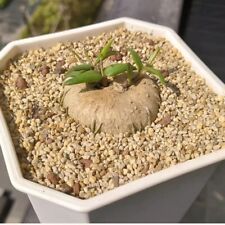 2-3cm Cactus Ceropegia Africana Barklyi Succulent Cactus Live Plant Root Tuber for sale  Shipping to South Africa