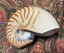 chambered nautilus for sale  Saint Petersburg
