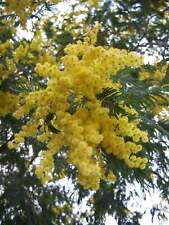 Acacia dealbata mimosa usato  Sonnino