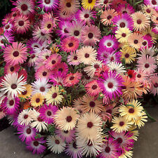 Mesembryanthemum mixed colourf for sale  UK