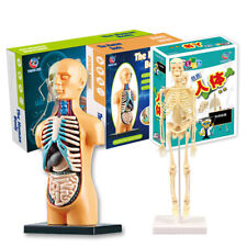 Anatomy model kids for sale  Shipping to Ireland