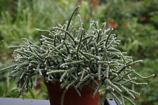 Used, Hanging Cactus - Rhipsalis pilocarpa for sale  Shipping to South Africa