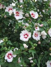 White rose sharon for sale  Leesburg