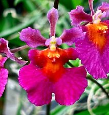 Orchidee orchidee fiore usato  Spedire a Italy