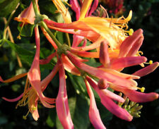 Honeysuckle lonicera heckrotti for sale  IPSWICH