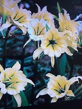 Ismene spider lily for sale  SOUTHAMPTON