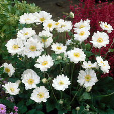 Anemone japanese whirlwind for sale  PETERBOROUGH