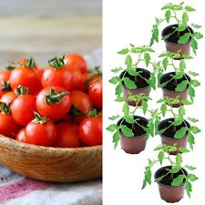 Tomato plants gardeners for sale  GLASGOW