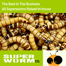 Live superworms 2000 for sale  Phoenix