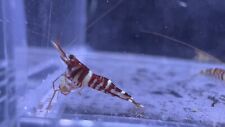 Sulawesi shrimp tirgi for sale  San Jose