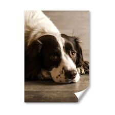 Springer spaniel dog for sale  Shipping to Ireland