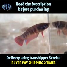Female betta fish for sale  Shipping to Ireland