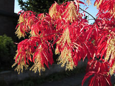 Sauerbaum oxidendrum arboreum for sale  Shipping to Ireland