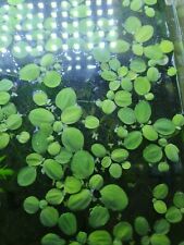 Lots pistia stratiotes d'occasion  France