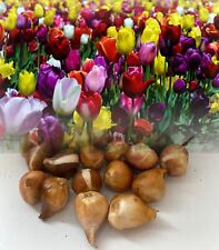 Mixed triumph tulip for sale  ALFRETON