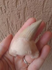 Fossili grande dente usato  Pontedera