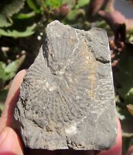 Mesozoic China Triassic Shell Stone Mollusk Cephalopoda Ammonite Seashell Fossil for sale  Shipping to South Africa