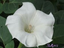 Datura inoxia white d'occasion  Expédié en Belgium