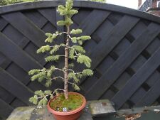 Bonsai spruce wired for sale  CANNOCK