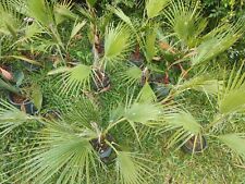 Palma messicana piante usato  Marsala