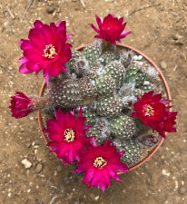 Chamaecereus pauline cactus usato  Menfi