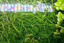 Guppy grass 10g for sale  EDINBURGH