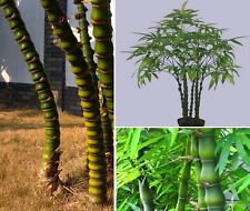 Budda bambus pflanzen gebraucht kaufen  Kaiserslautern