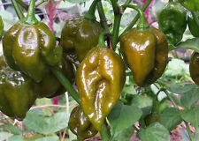 Trinidad scorpion khachki for sale  Shipping to Ireland