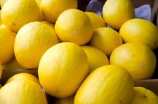 Canary yellow melon for sale  Philadelphia