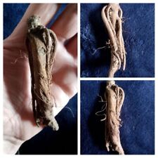 Mandragora root mandrake for sale  UK