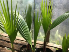 Mexican fan palm for sale  Hampstead