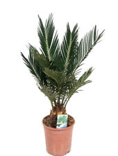 Palmfarn im 14cm gebraucht kaufen  Vaihingen