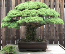 Samen zierpflanze bonsai gebraucht kaufen  Calw
