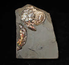 Iridescent psiloceras ammonite for sale  BRISTOL