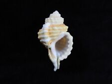 Sea shell Cymatium caribbeaum 73.7mm ID#7370 for sale  Shipping to South Africa