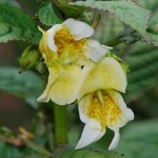 Impatiens Scabrida | Joyewelweed | 10_Semillas, usado segunda mano  Embacar hacia Argentina