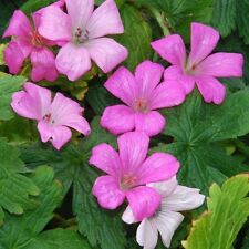 Geranium endresii pink for sale  MOLD