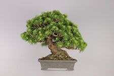 Japanese white pine for sale  Montgomery