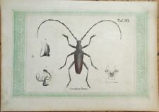 Insect prints 1850s for sale  Brentwood
