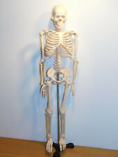 86cm squelette socle d'occasion  Saint-Louis