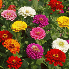 100 zinnia elegans for sale  BASILDON